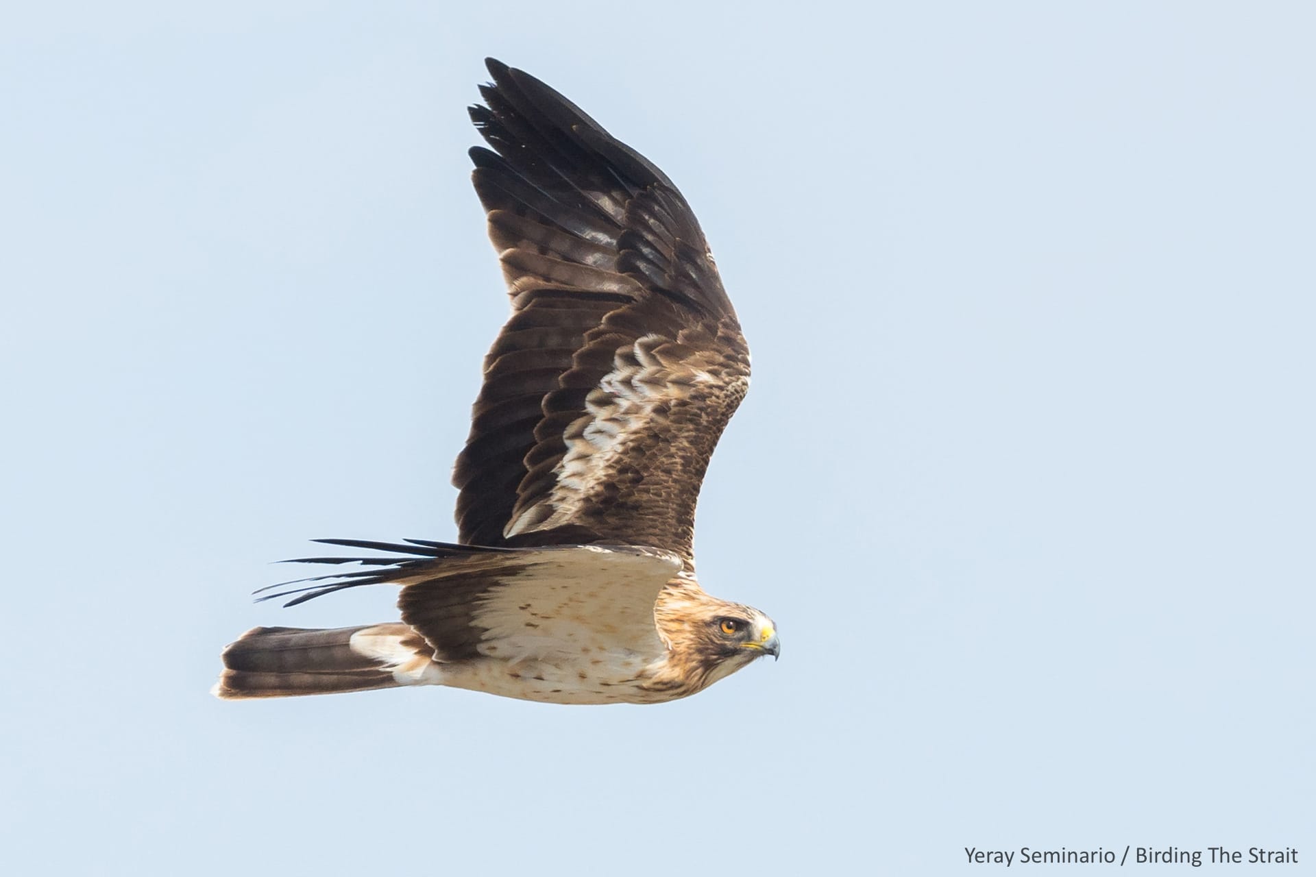 Bird migration continues! Booted Eagle in migration across the Strait of Gibraltar