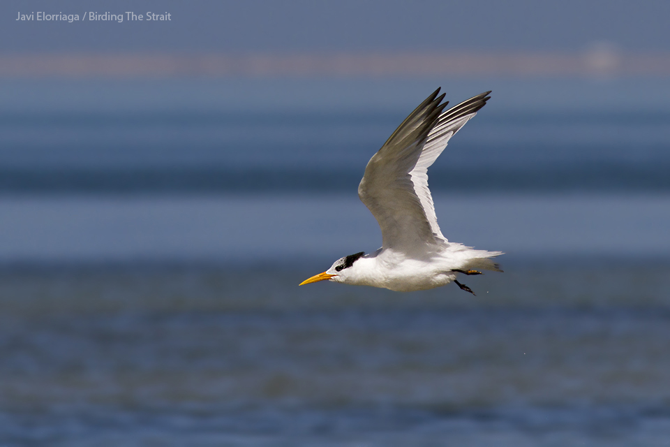 African Royal Tern (ssp. albidorsalis) in the Bay of Dakhla, Atlantic Sahara. January 2016. There is an increasing number of records of this species in the Strait of Gibraltar and its presence might have been partially overlooked.