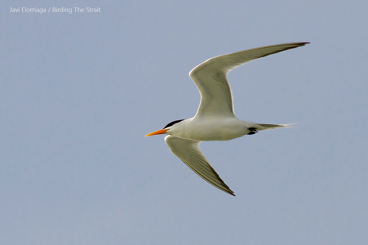 Lesser Crested Tern in summer plumage at Merja Zerga. 23rd May 2017. - by Javi Elorriaga