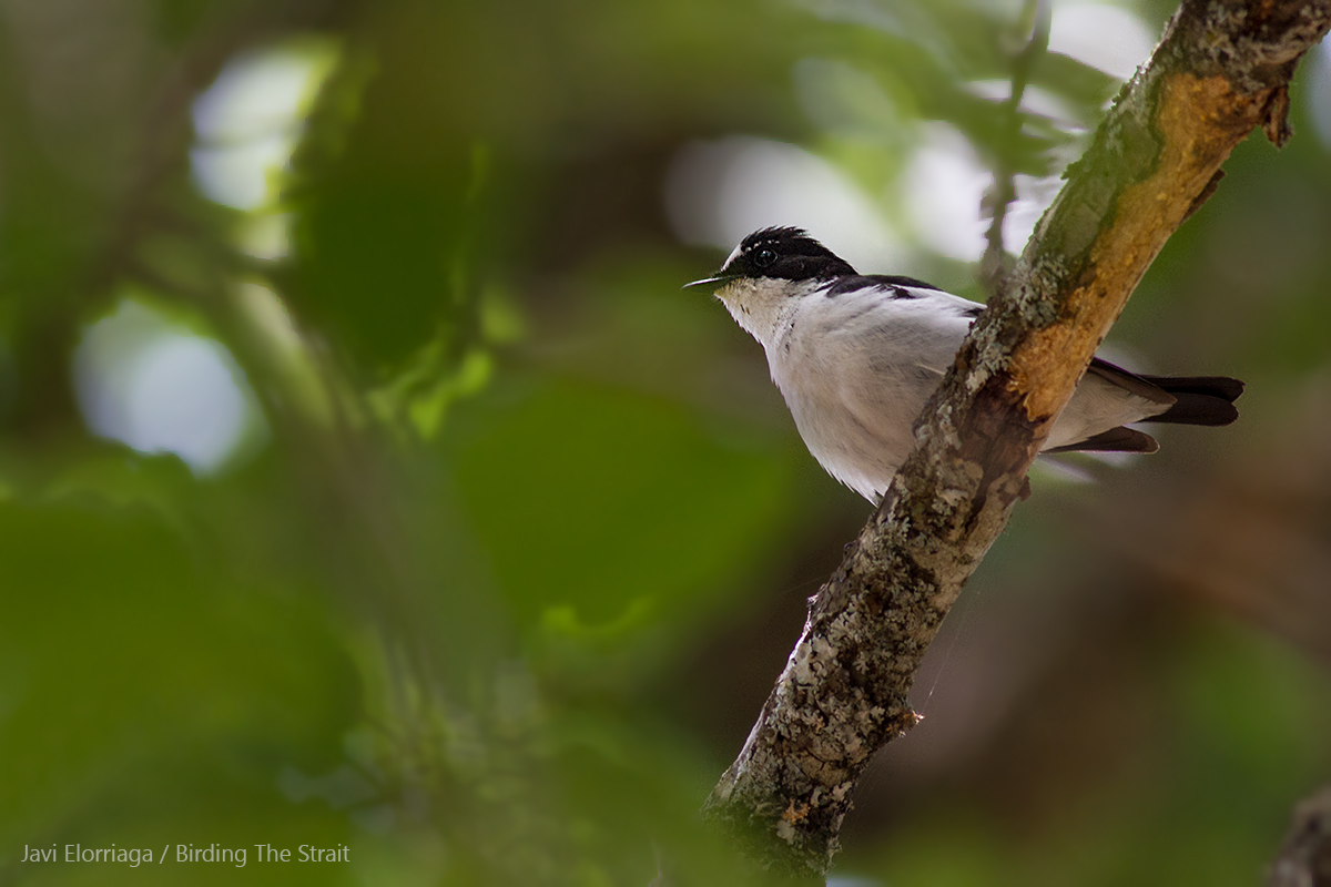 Atlas Flycatcher showing the characteristic extensive white patch in the forehead. Ifrane National Park, 24th May 2017 by Javi Elorriaga