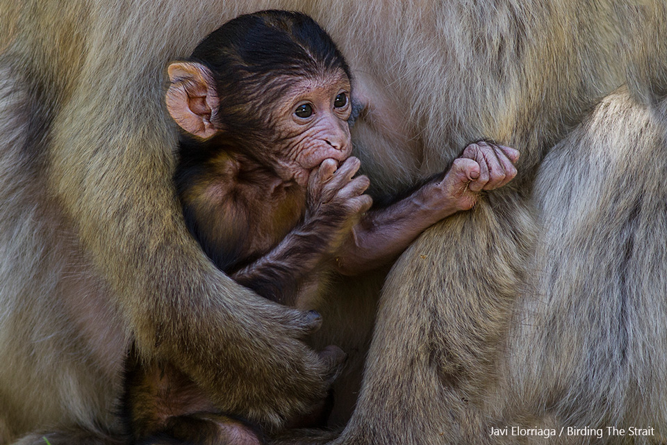 Baby Barbary Macaque nursing in the Cedar forest of Ifrane National Park. 25th May 2017 - by Javi Elorriaga