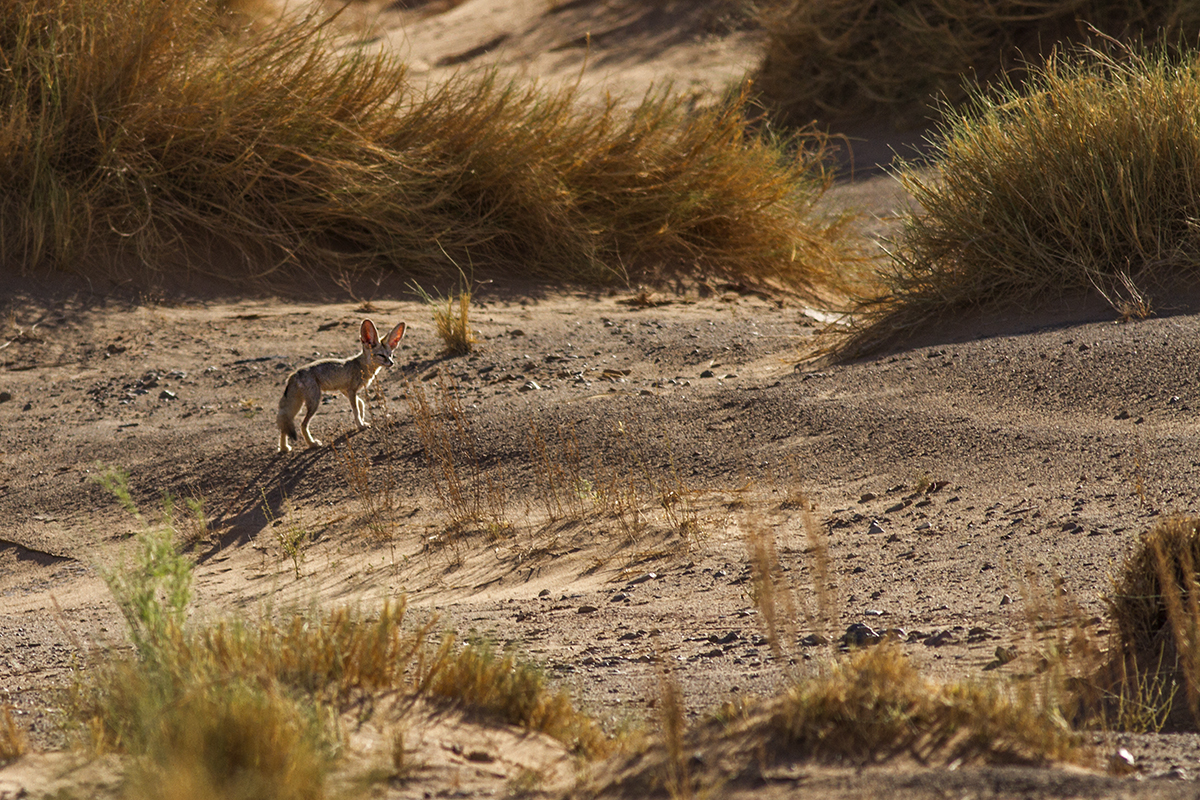 Fennec, the soul of the desert. Erg Chebbi, 27th May 2017 - by Javi Elorriaga