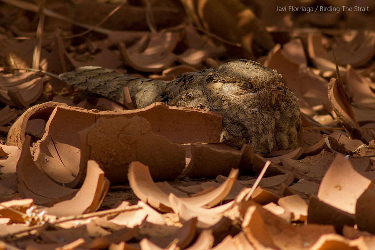 Egyptian Nightjar in Merzouga. 27th May 2017 - by Javi Elorriaga