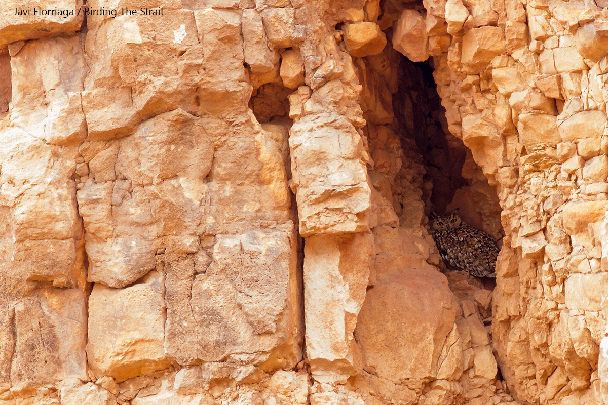 Pharaoh Eagle Owl at Boumalne Dades, the second individual we found during the trip. 28th May 2017 - by Javi Elorriaga