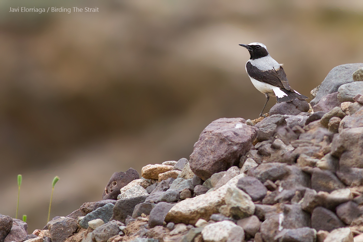 Seebohm´s Wheatear in the High Atlas. 31st March 2017 - by Javi Elorriaga