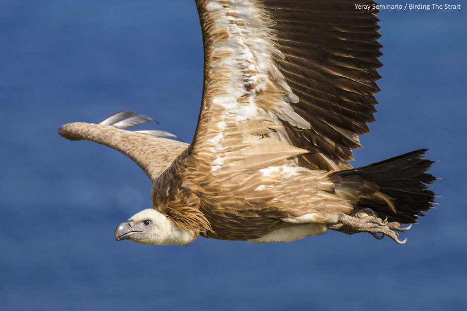 Immature Griffon reaching the European continent from Africa after crossing the Strait of Gibraltar - by Yeray Seminario