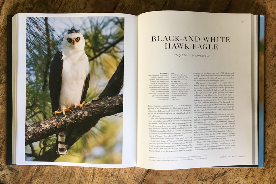 Black-and-White Hawk-Eagle chapter. This picture was taken in Belize by Yeray Seminario while doing field work on the Orange-breasted Falcon project