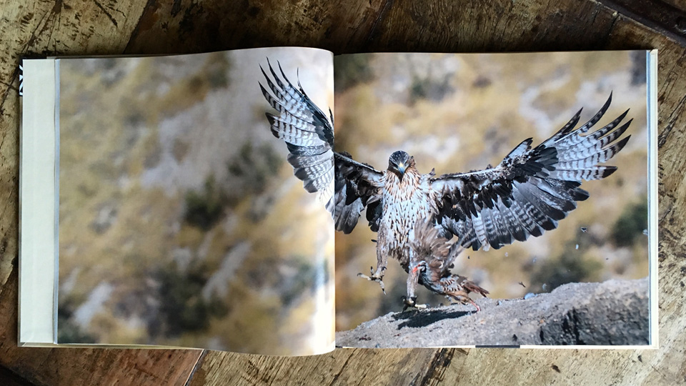 Every single photo on 'Águila de Bonelli' is fantastic