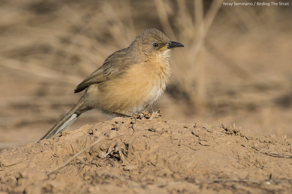 Fulvous Chatterer by Yeray Seminario