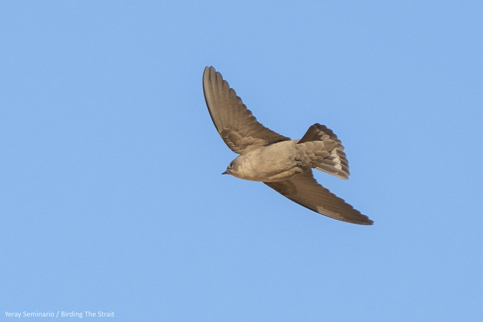 Pale Rock Martin by Yeray Seminario