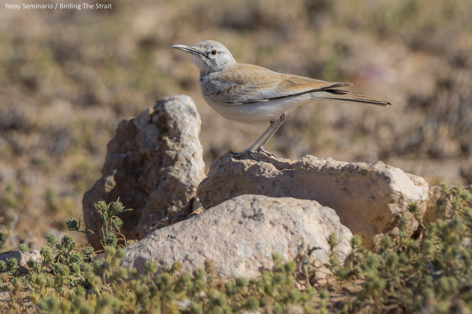We took much effort to report on eBird most of the birds we saw and heard during our trip. We also uploaded several pictures, like this of a Greater Hoopoe Lark. Picture by Yeray Seminario.