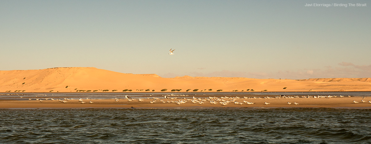 Mixed flocks of terns by Javi Elorriaga