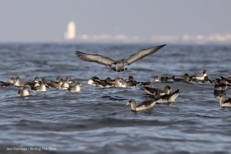 Blog Birding the Strait