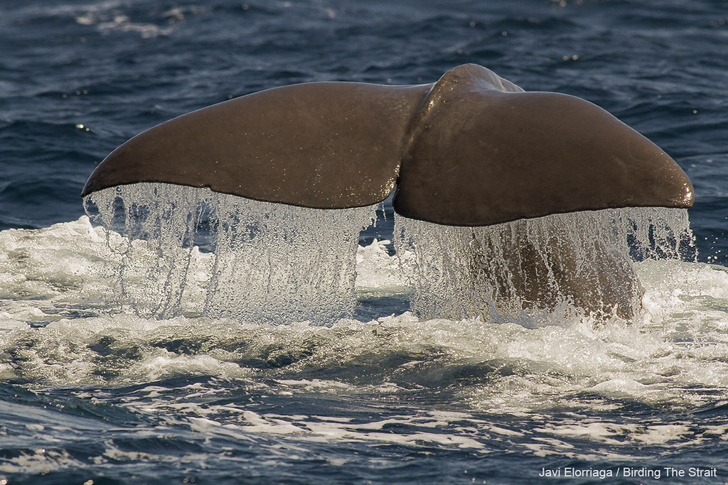 Sperm-whale in Tarifa - Photo by Javi Elorriaga/Birding the Strait.