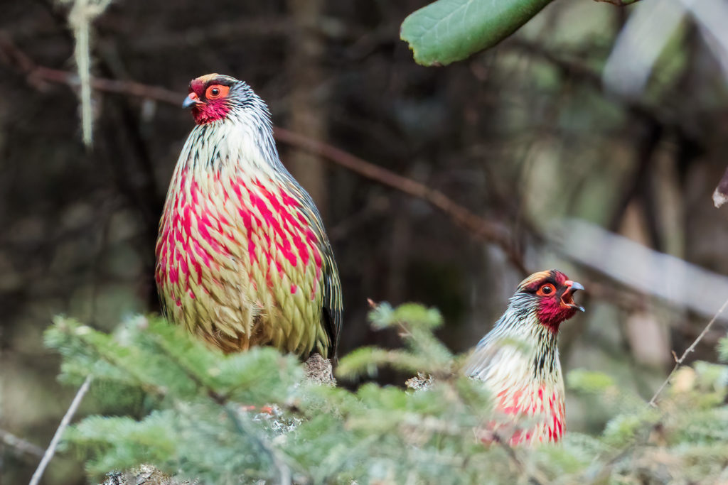 Blood Pheasant, Bhutan. Picture by Yeray Seminario.