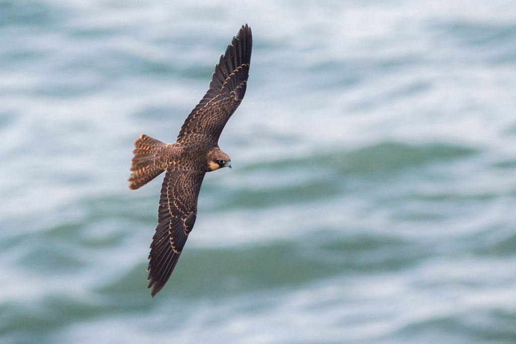 Joven de Halcón de Eleonor en el norte de Marruecos. Foto de Yeray Seminario.