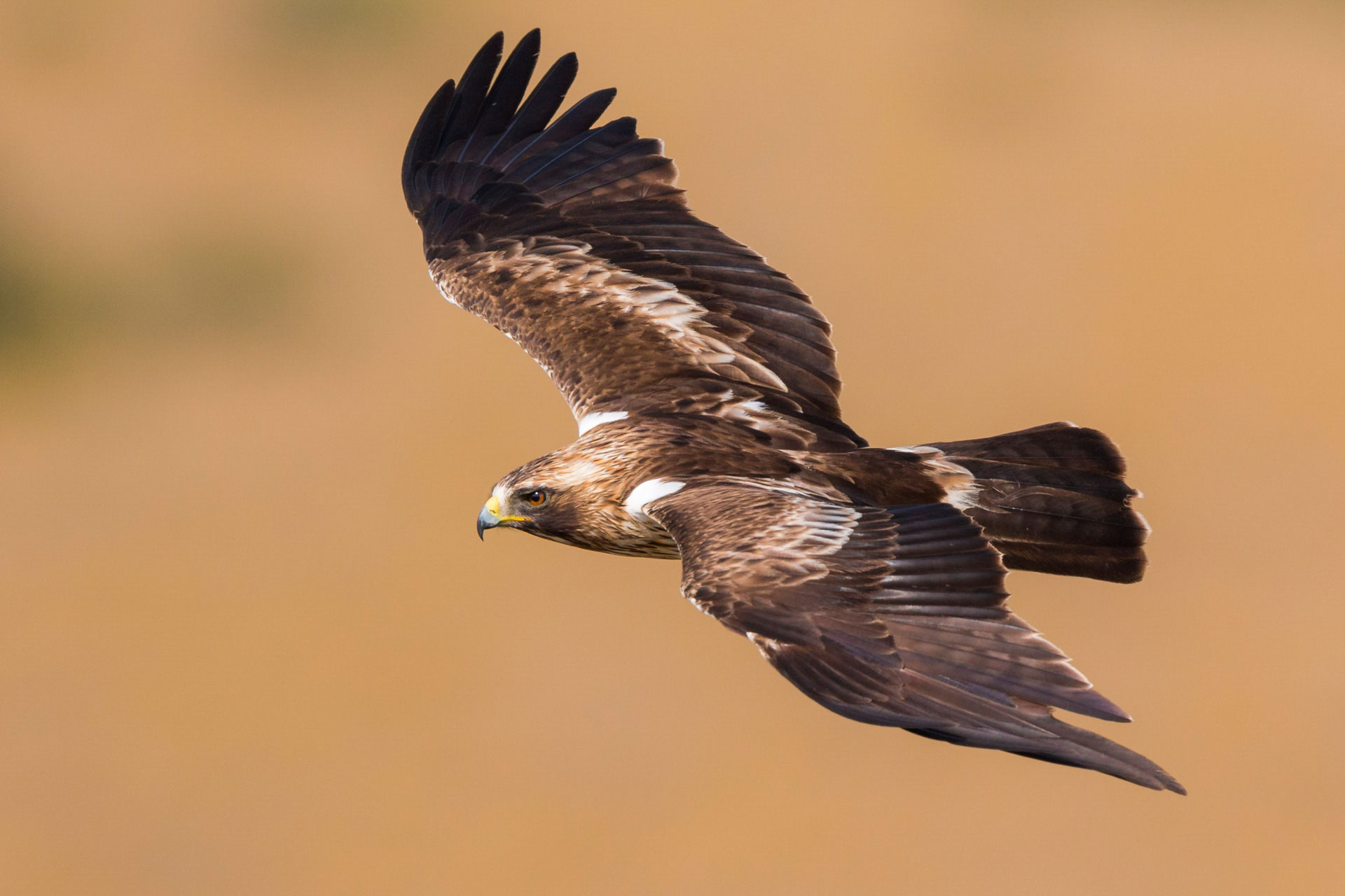 Águila Calzada, rapaces en migración. Fotografía de Yeray Seminario.
