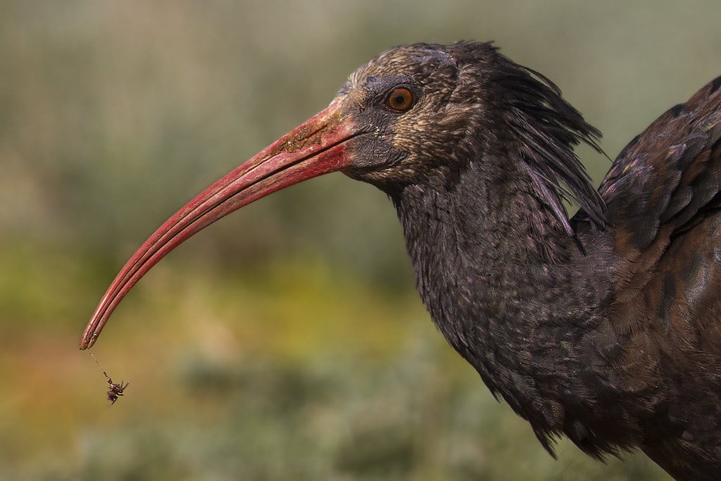 Northern Bald Ibis feeding near Tamri, Morocco. Photography by Javi Elorriaga, Birding The Strait.