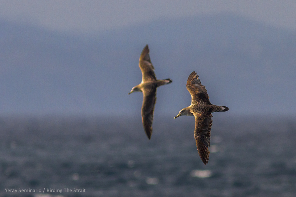 October and November are the best months for Seawatching