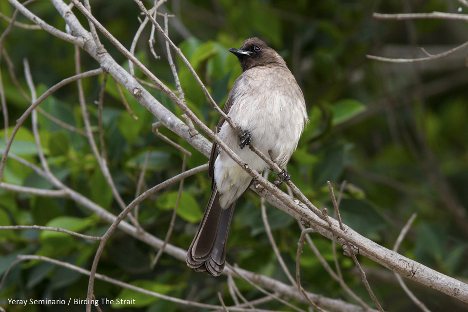 One of the resident Common Bulbuls in Tarifa