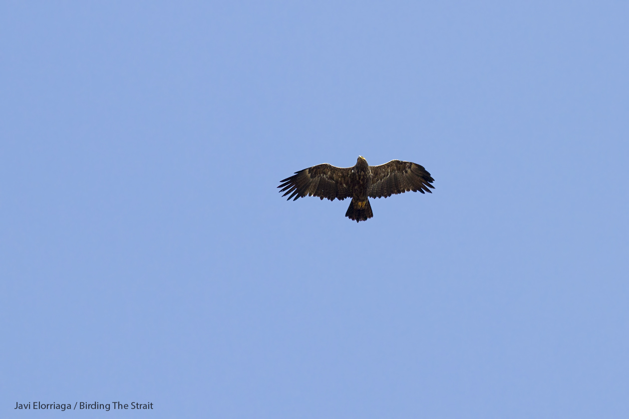 The white bases of the outer primaries in this (and other) individual may lead to its confusion with a Greater Spotted Eagle if the wing pattern is not seen in detail. We recommend Dick Forsman´s published work for a detailed description of the species and the clues to separate it from other similar eagles 