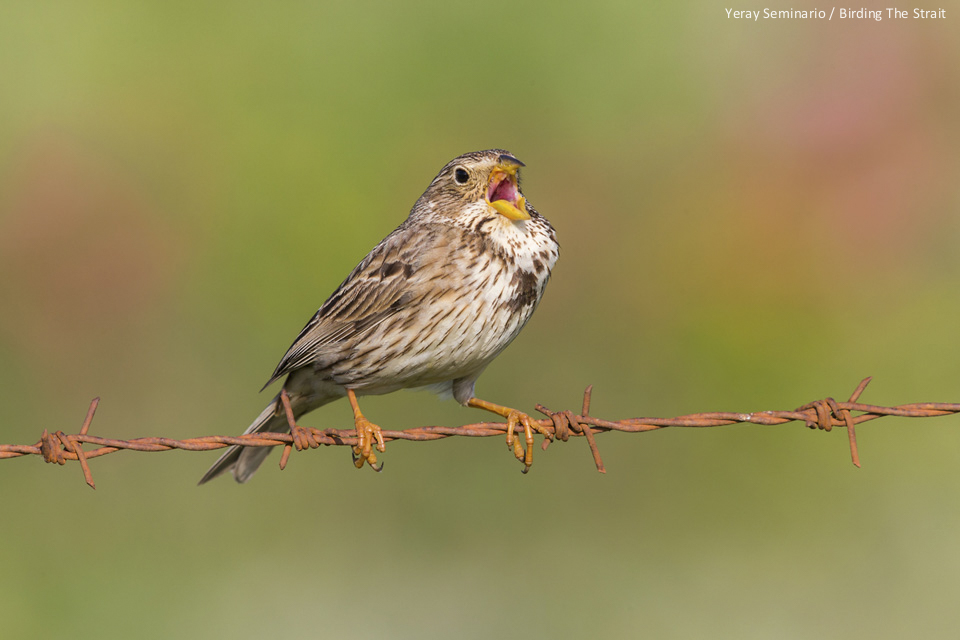 Corn Bunting: a common song in the fields of La Janda