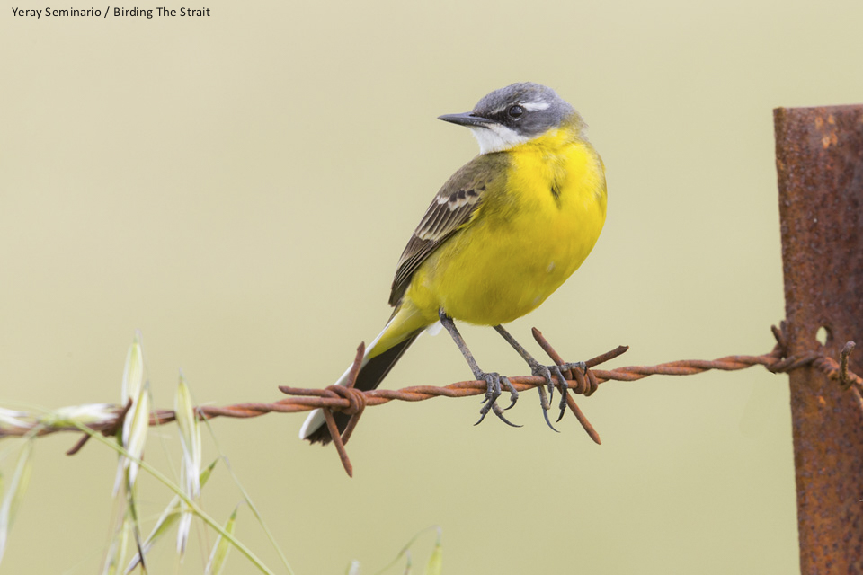 Western Yellow Wagtail, from subspecies iberiae, also known as Spanish Wagtail