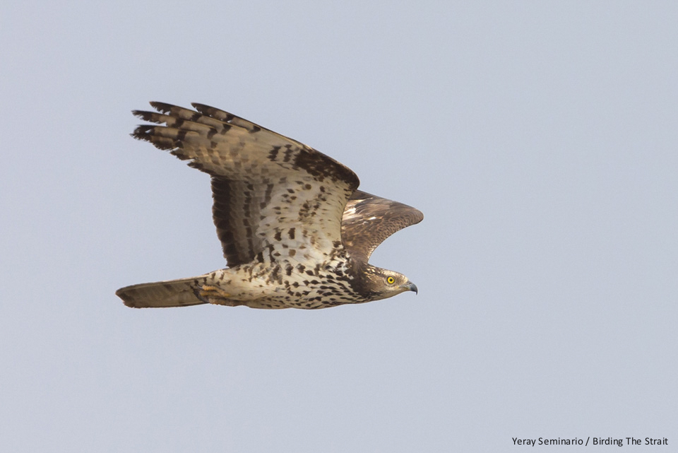 Pale adult male Honey Buzzard with notably worn primaries in active spring migration in the Strait of Gibraltar - by Yeray Seminario