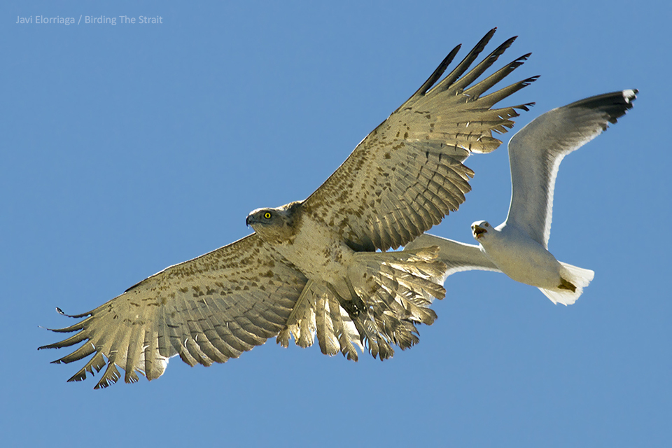 A Short-toed Eagle on migration across the Strait of Gibraltar chased by a local Yellow-legged Gull