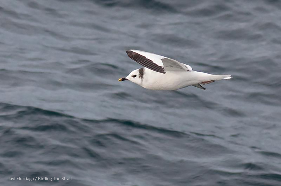 The Sabine´s Gull is a rare and highly sought-after species in Southern Spain. Gulf of Cádiz, October 2014. By Javi Elorriaga.