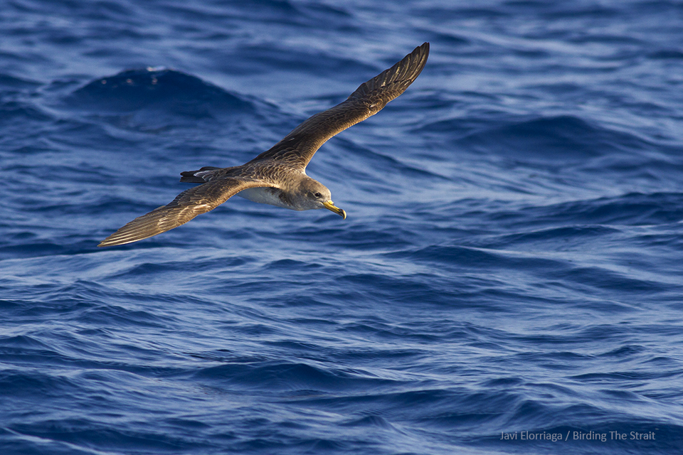 The Cory´s Shearwater is one of the most abundant seabirds off Cádiz. August 2018. The Cory´s Shearwater is one of the most abundant seabirds off Cadiz - by Javi Elorriaga