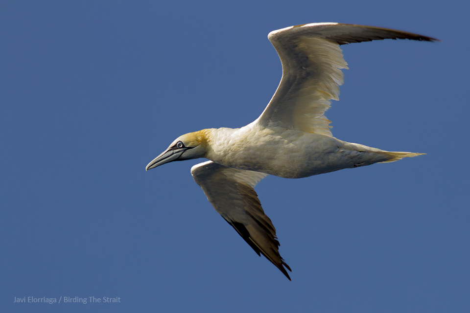 Gannets are always impressive when observed at close range. Easy to see in Pelagic Birding Cadiz Trips. Gulf of Cádiz, August 2018. By Javi Elorriaga.