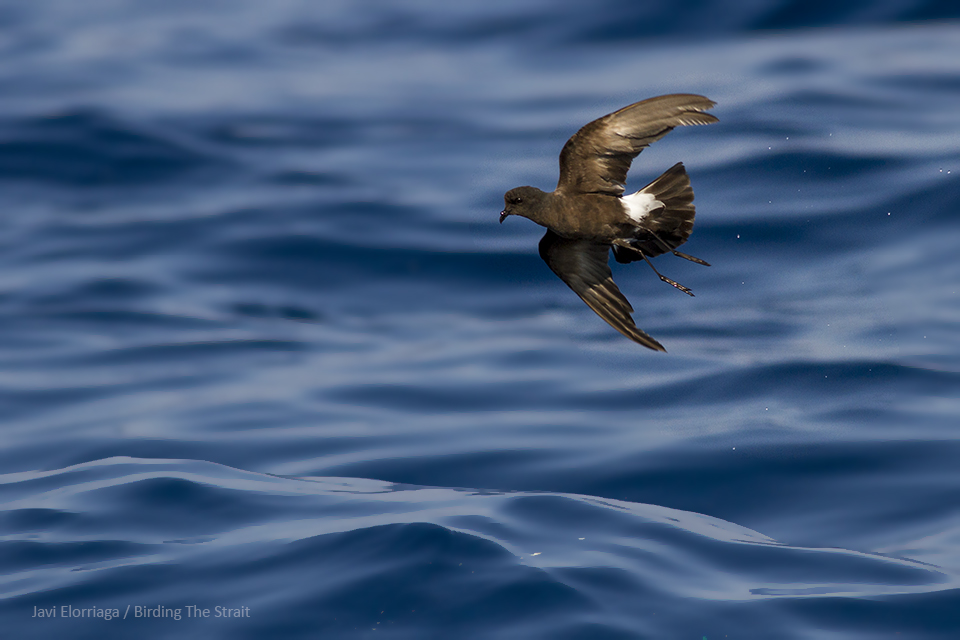 The Wilson Storm Petrel is an scarce species in Cadiz, which is easily attracted using chum in summer months. Gulf of Cadiz, August 2018. By Javi Elorriaga.