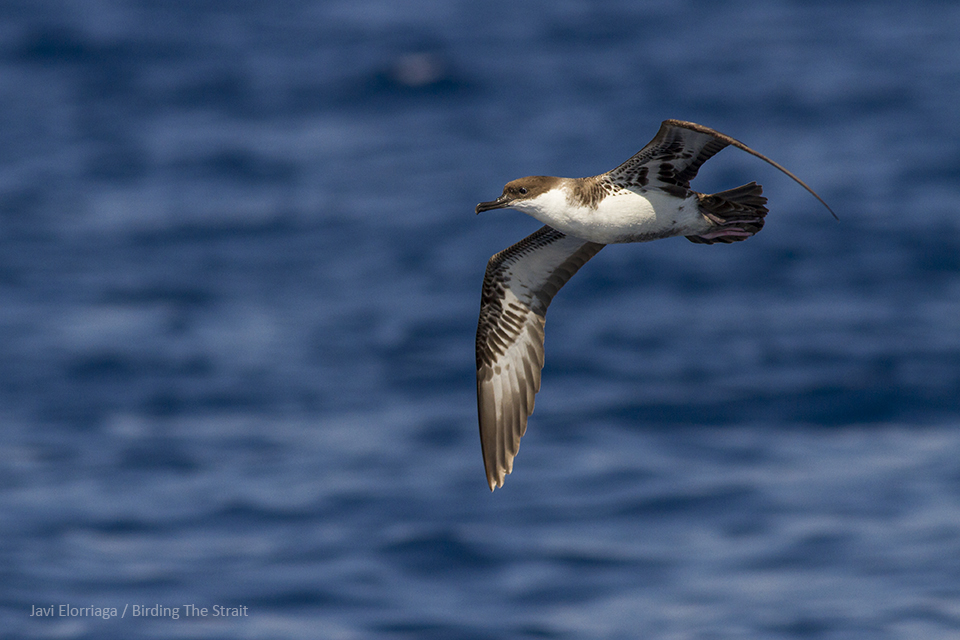 The Great Shearwater is a scarce species in the Gulf of Cádiz which very rarely approaches the coast. August 2018. The Great Shearwater is a scarce species in the Gulf of Cádiz which very rarely approaches the coast. August 2018. By Javi Elorriaga.