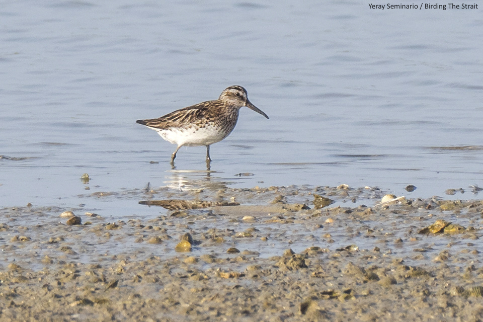 Broad-billed Sandpiper in Cadiz, Andalucia. This is the first record for the province!
