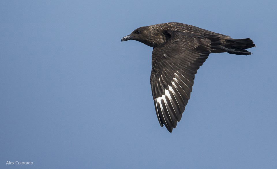 Great Skua in the Gulf of Cadiz. August 2018. By Alex Colorado.