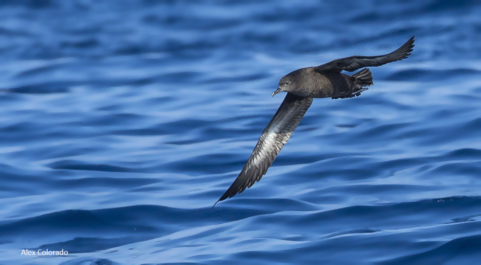 Sooty Shearwater, a scarce species in the Gulf of Cadiz. August 2018. By Alex Colorado
