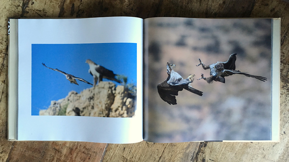 Many pictures in the book depict the aerial maneuvers and interactions of the Bonelli's eagles
