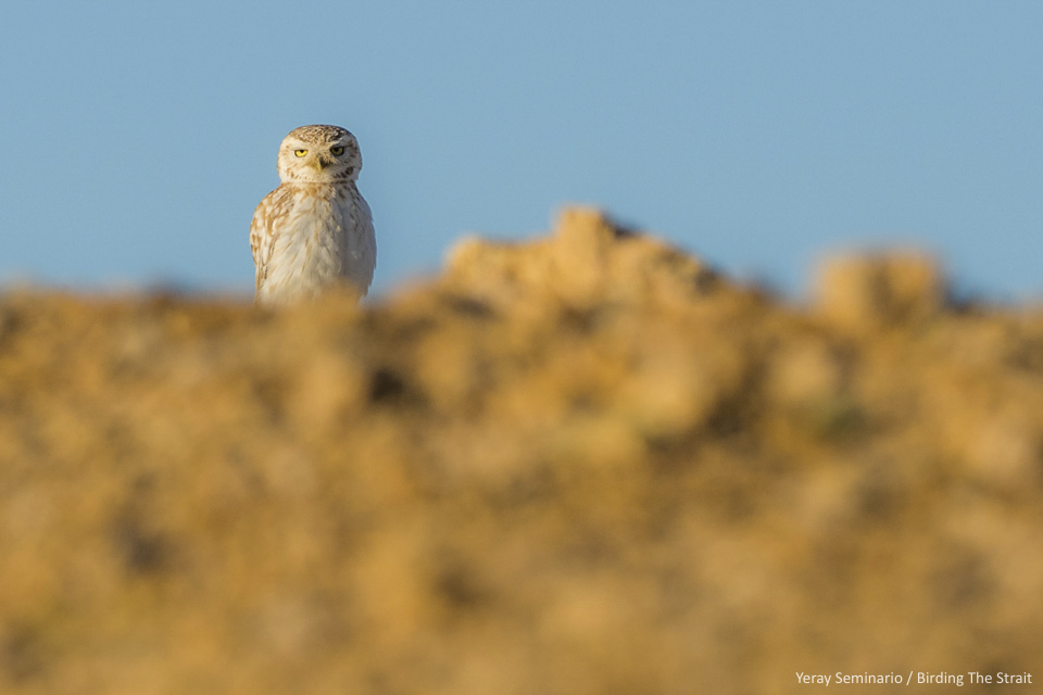 Little Owls of the Saharae subspecies show an striking phenotypic adaptation to desert environment. This is one of the palest individuals we have recorded in the Western Sahara, where they can be very variable. Photo by Yeray Seminario/Birding The Strait