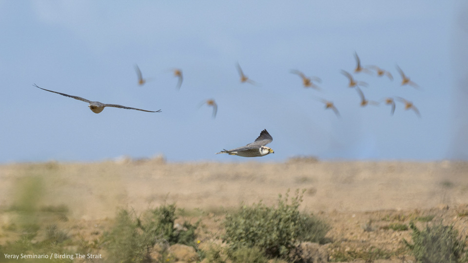 Lanner Falcons and flock of Spotted Sandgrouse by Yeray Seminario