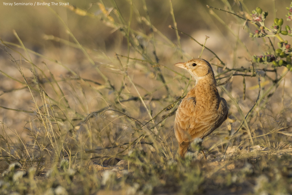 The Dunn's Lark is another local speciality Indeed, the Aousserd region is probably the most reliable site to observe this little known species within the Western Palearctic. Photo by Javi Elorriaga/Birding The Strait