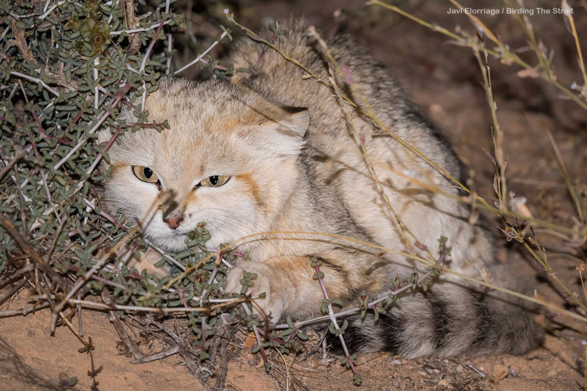 Sand Cat in the Western Sahara. Photo by Javi Elorriaga/Birding The Strait