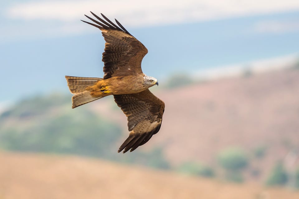 Black Kites in migration can be seen in birding day trips from Tarifa. Photography by Yeray Seminario, Birding The Strait.