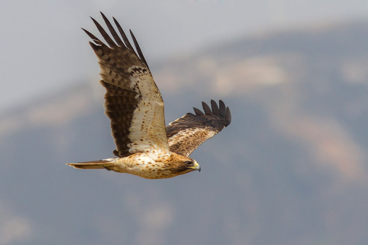 Strait of Gibraltar Birding Tour cover: Booted Eagle in migration over Tarifa. Photography of Yeray Seminario, Birding The Strait.