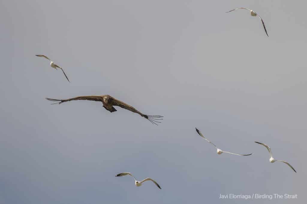 The same Griffon as in the previous pictures, taking off and struggling to gain altitude while being chased by a gang of angry gulls. Photography by Javi Elorriaga, Birding The Strait.