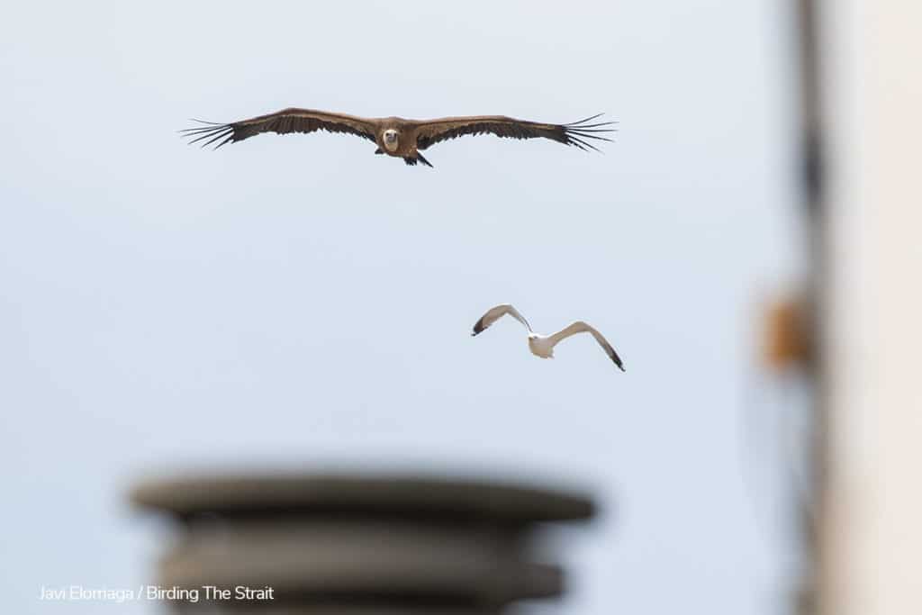 A Griffon Vulture on migration, flying low over the roofs of Tarifa. Photography by Javi Elorriaga, Birding The Strait.