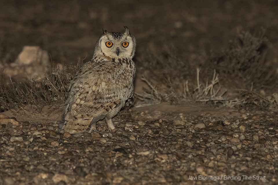 Pharaoh Eagle-Owl. Photography by Javi Elorriaga, Birding The Strait.