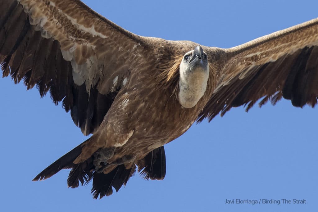 The same Griffon as in the previous pictures, taking off and struggling to gain altitude while being chased by a gang of angry gulls. Photography by Javi Elorriaga, Birding The Strait.