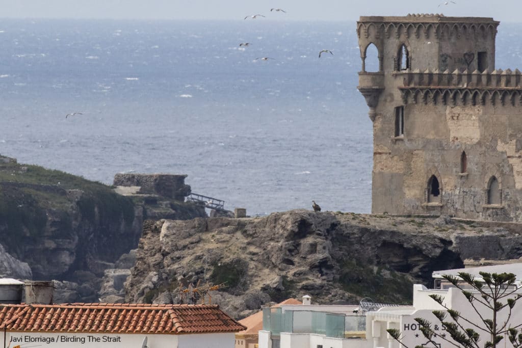 The same Griffon as in the previous pictures, taking off and struggling to gain altitude while being chased by a gang of angry gulls. Photography by Javi Elorriaga, Birding The Strait.