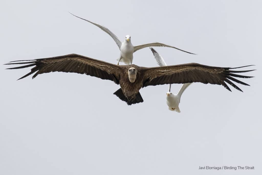 Migración de buitres en tarifa y gaviotas visiblemente enfadadas. Ocasionalmente, las gaviotas llegan a posarse sobre los buitres en vuelo. Fotografía de Javi Elorriaga, Birding The Strait.